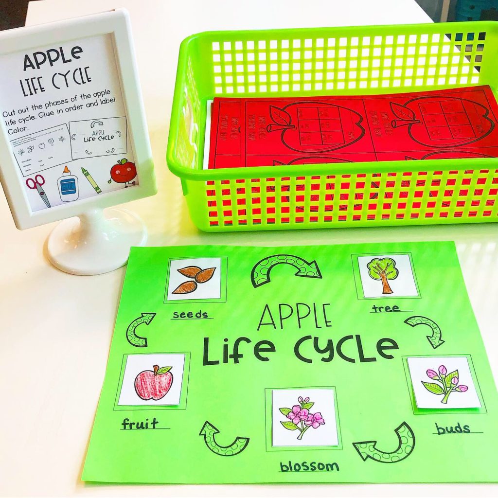 Apple Life Cycle Activity for first grade Apple Day in the classroom